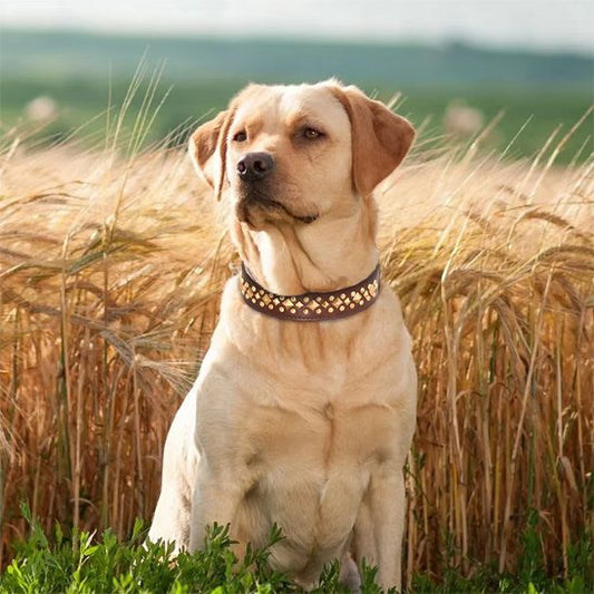Collier chien boucle ardillon en métal inoxydable ultra résistante