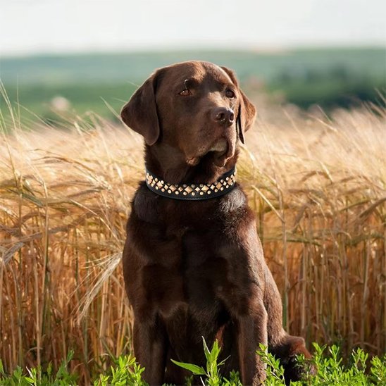 Collier chien rivets métalliques sécurisés pour prévenir tout détachement