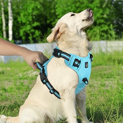Harnais réfléchissant pour chien avec sangles réglables multi-points, coloris turquoise