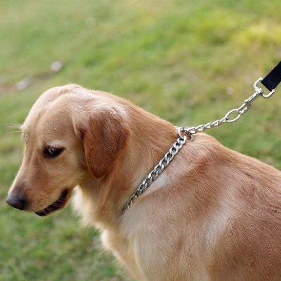 collier chien avec anneau de fixation renforcé pour une attache de laisse sécurisée