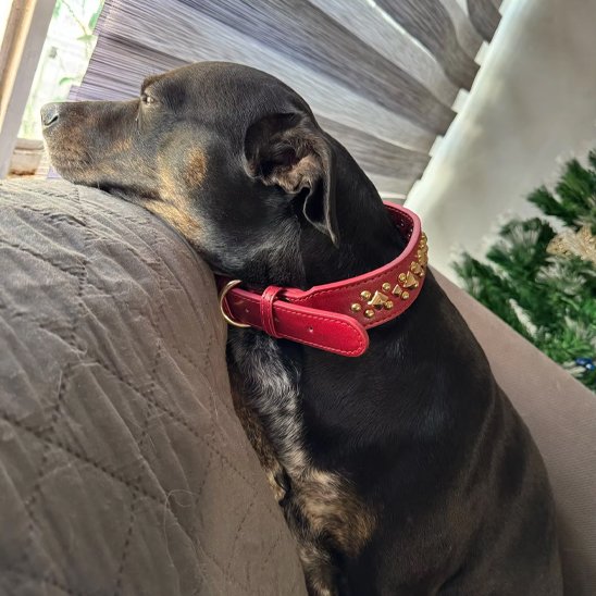 collier chien taille moyenne