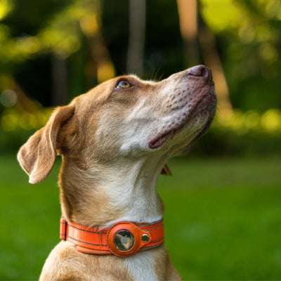 Collier GPS chien couleur differente