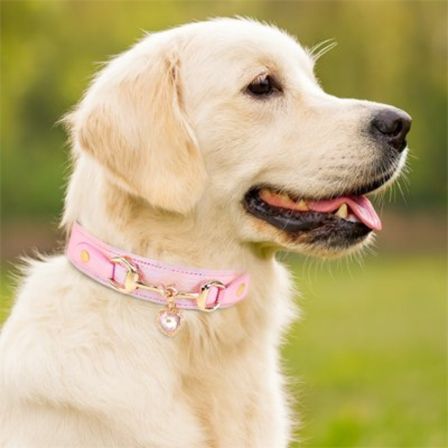 Collier pour Chien gracieux
