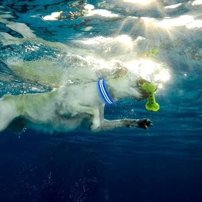 collier pour chien illumine dans l'eau