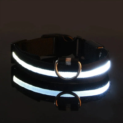 collier pour chien led