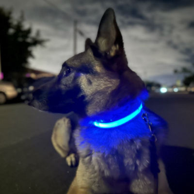 collier pour chien visibilite securite