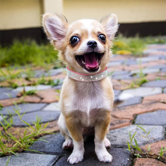 collier strass avec cristaux scintillant