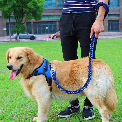 Laisse pour Chien - Robuste & tresse