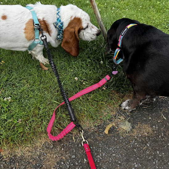 Laisse double pour chien | PratiRobuste