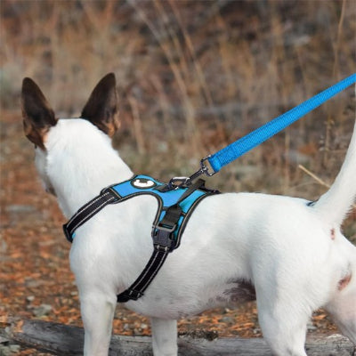 laisse reflechissante