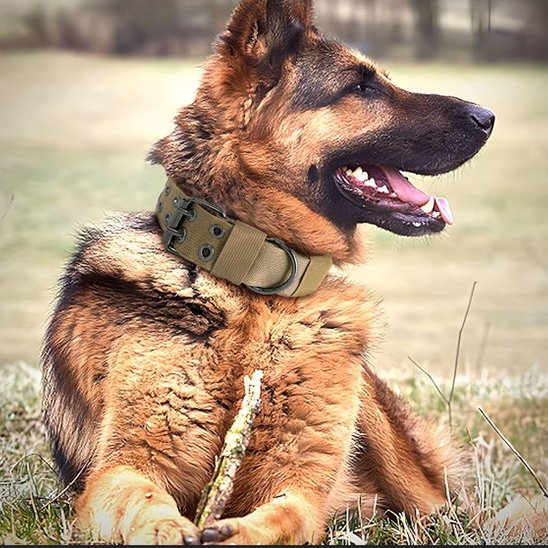 Collier chien | collierMilitaire
