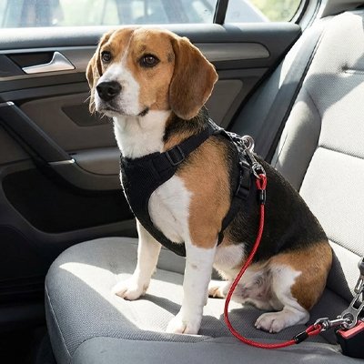 Ceinture de sécurité pour chien durabilité et fiabilité en cas d'accident