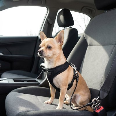 Attache ceinture pour chien liberté de mouvement 