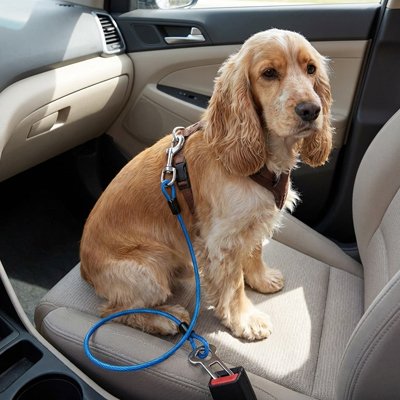 Attache ceinture pour chien morphologies canines, du petit au grand gabarit