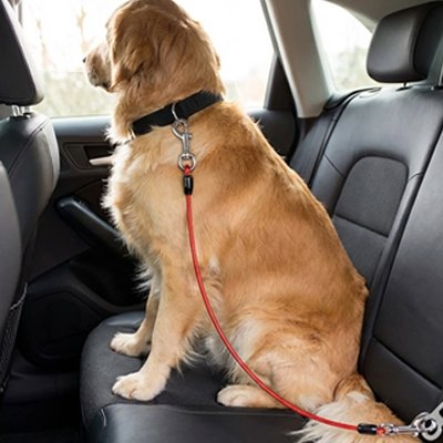Attache ceinture pour chien protection optimale