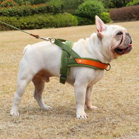 Chien Harnais anti traction aide au comportement