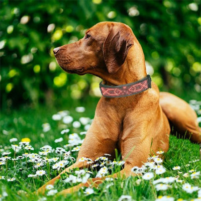 Chien collier lumineux led 500 securitaire