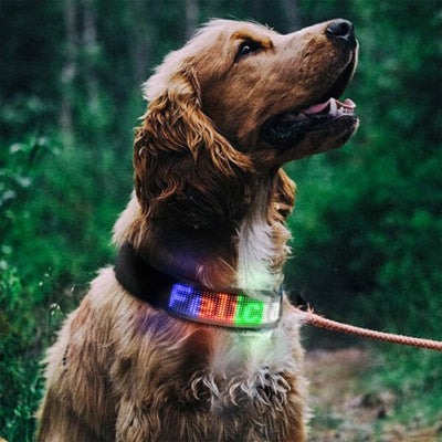 Chien collier lumineux led 500m rayonnant