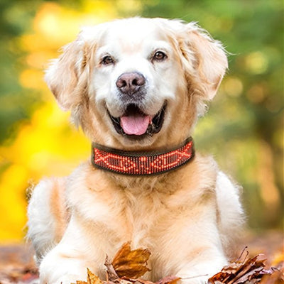 Chien collier lumineux led 500m securisant
