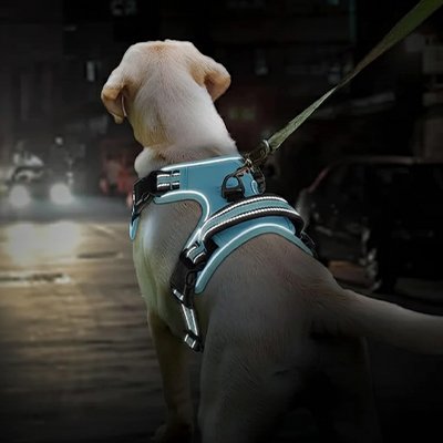 Chien portant un harnais réfléchissant turquoise, visible la nuit en promenade urbaine