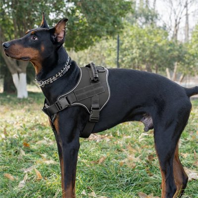 Harnais anti-traction chien puissant tactique - Doberman en extérieur
