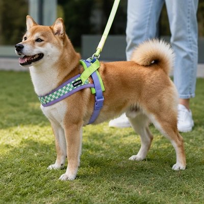 Harnais chien coloré CaniStyle -promenade extérieure sécuritaire