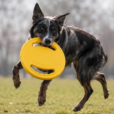 CaniPlane frisbee chien design léger et maniable 