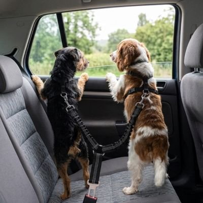 Ceinture de sécurité chien prévention en auto 