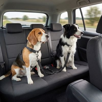 Ceinture de sécurité  chien sur  sièges arrière et espacements entre chiens