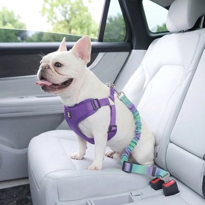 Ceinture de sécurité pour chien  design coloré