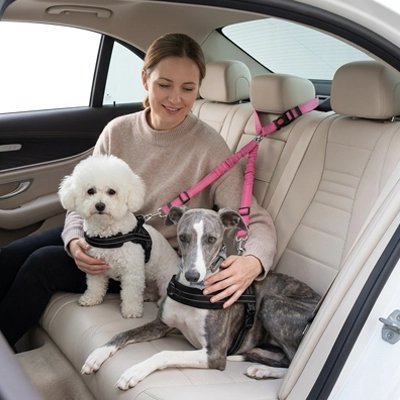 Ceinture de sécurité pour chien facilite les trajets multichiens
