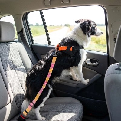 Ceinture de sécurité pour chien  harnais intégré