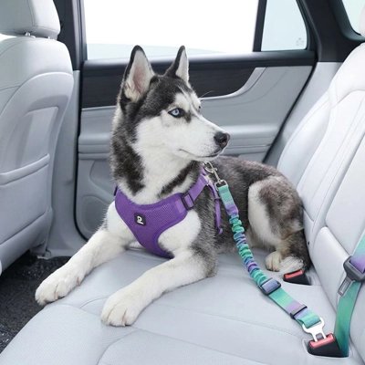 Ceinture de sécurité pour chien  sécurité renforcée