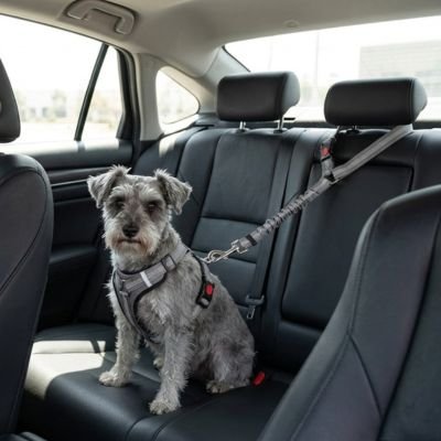 Ceinture de sécurité pour chien une liberté de mouvement contrôlée 