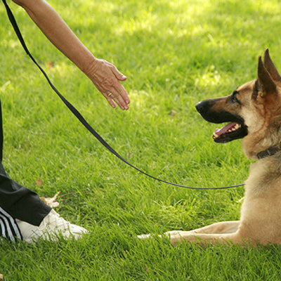 chien laisse classique