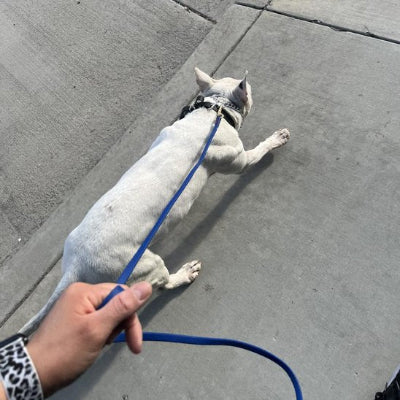 chien laisse education