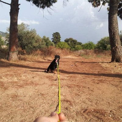 chien laisse pour dressage entrainement