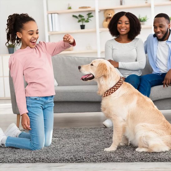 collier chien cuir traité pour résister à l'eau