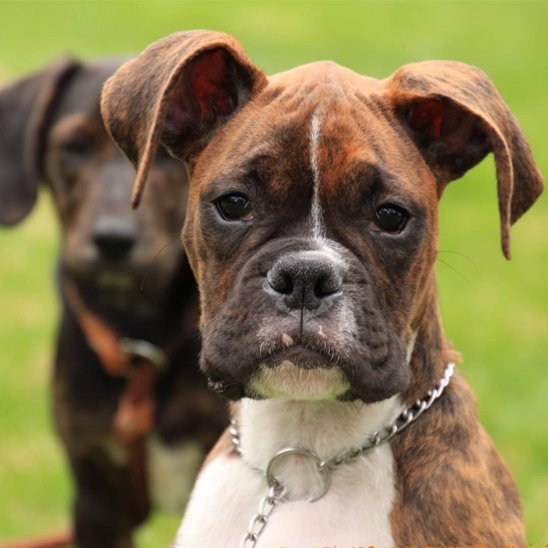 collier chien imperméabilité totale 
