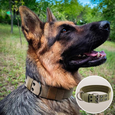Collier chien securitaire