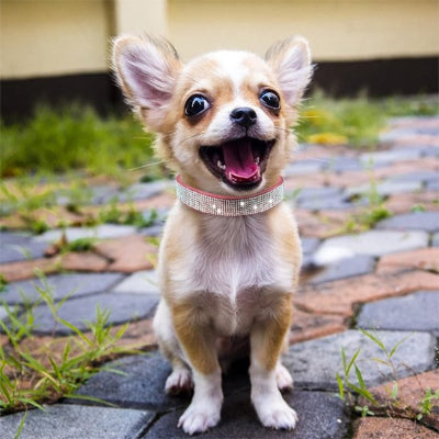collier chien strass avec cristaux scintillant