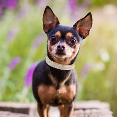 collier chien strass cuir suédé souple