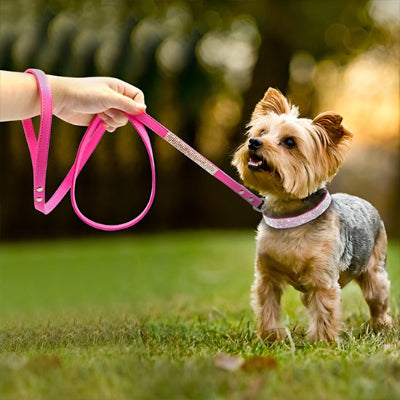 collier chien strass pour petit chien
