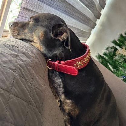 collier chien taille moyenne