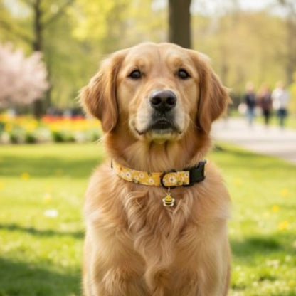 Collier chiot  ajustable a sa croissance