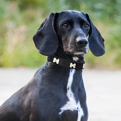 collier de chien en cuir durable