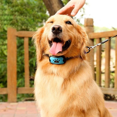 Collier de dressage pour Chien attentif, maître heureux