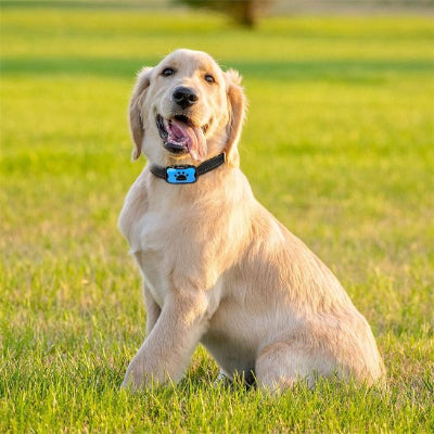 Collier de dressage pour Chien contrôle en douceur