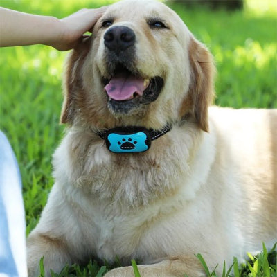 Collier de dressage pour chien éducation équilibree