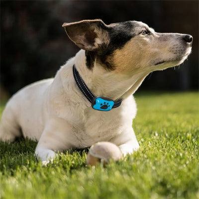 Collier de dressage pour Chien rechargeable par USB